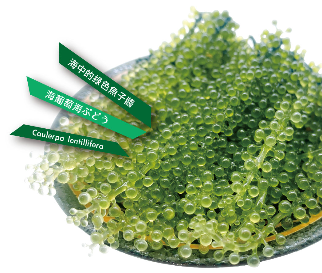 海葡萄產品示意圖
